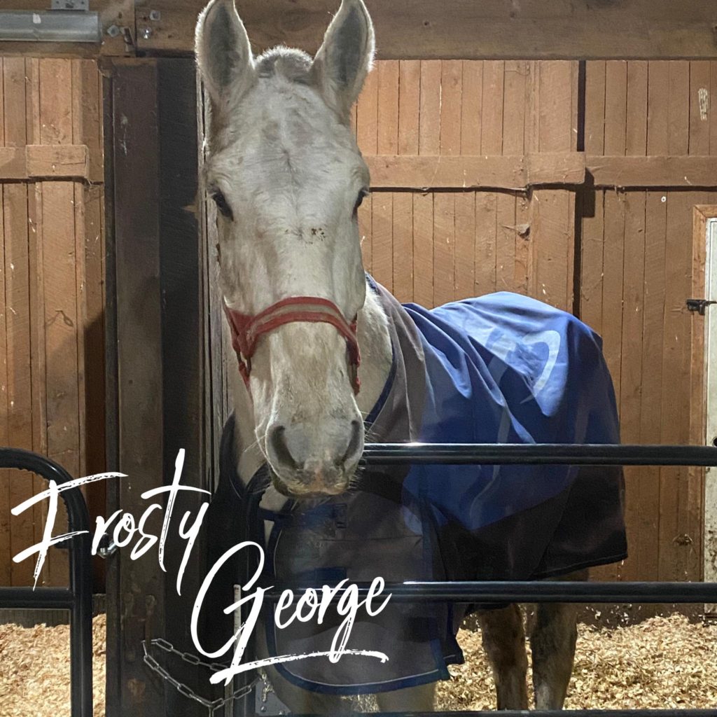 Frosty George - Senior Percheron