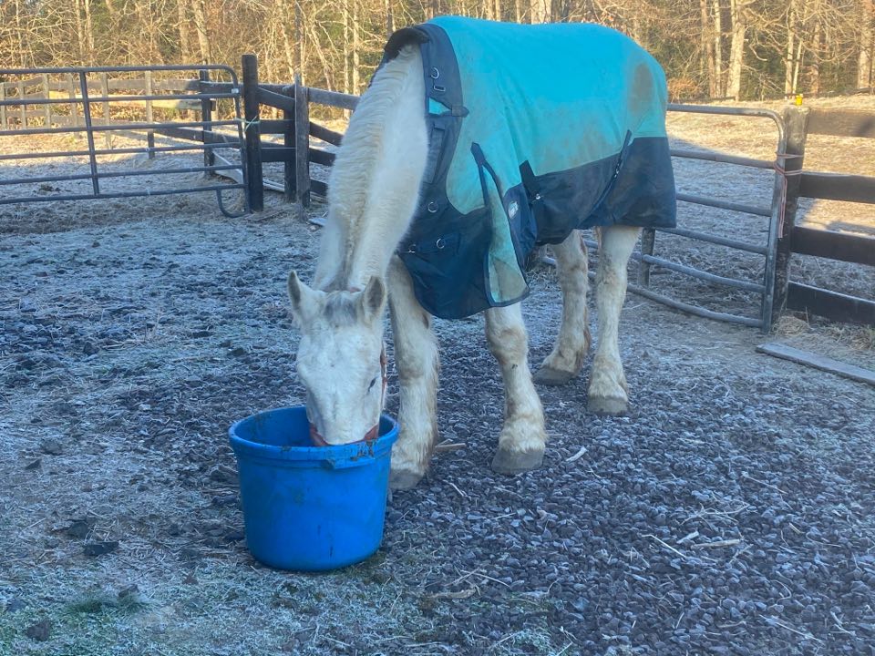 Central VA Horse Rescue - Frosty